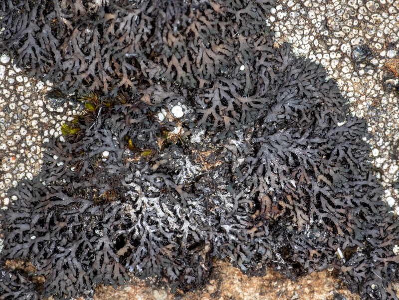 Wreath Lichen photo 4