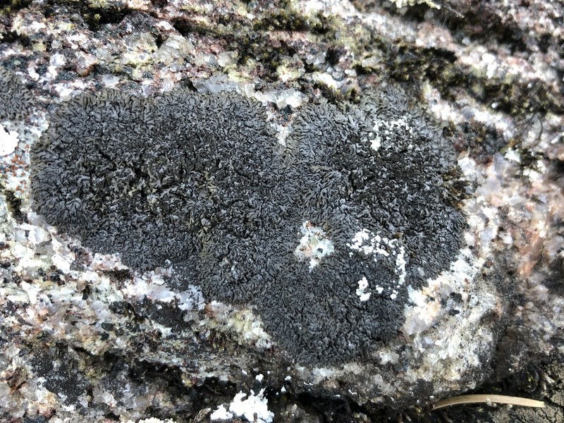 Wreath Lichen photo 5