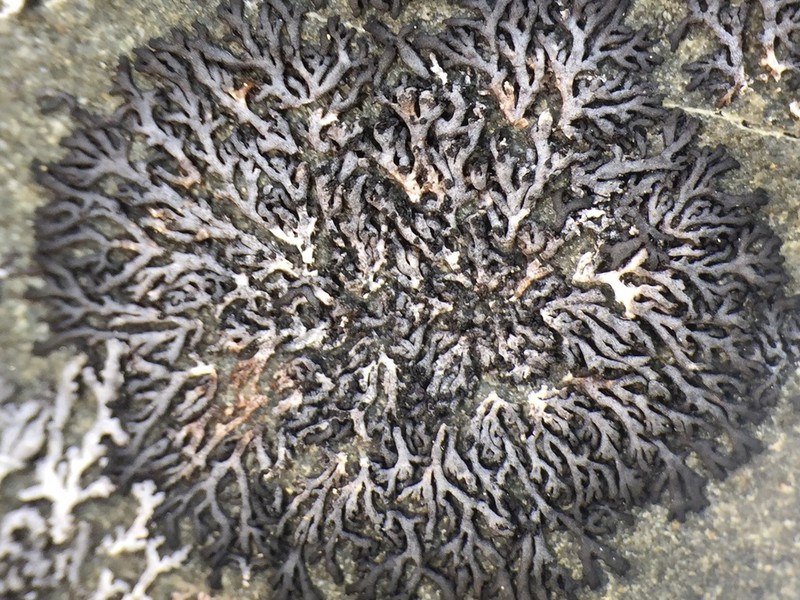 Wreath Lichen photo 6