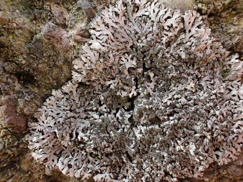 Wreath Lichen photo 7