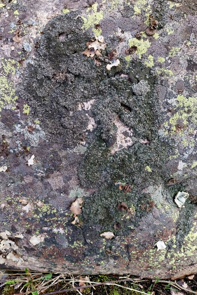 Wreath Lichen photo 8