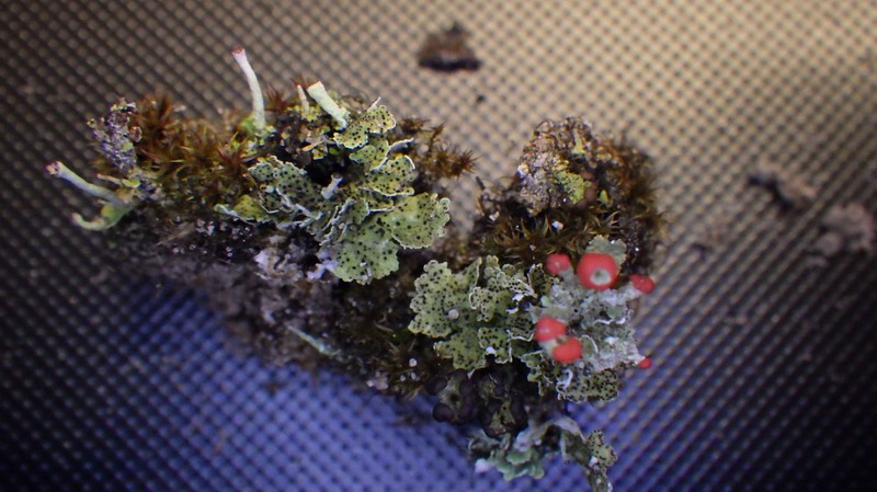 Phaeopyis punctum