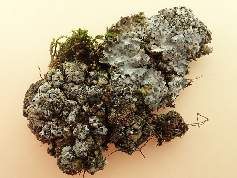 Phaeorrhiza Lichen