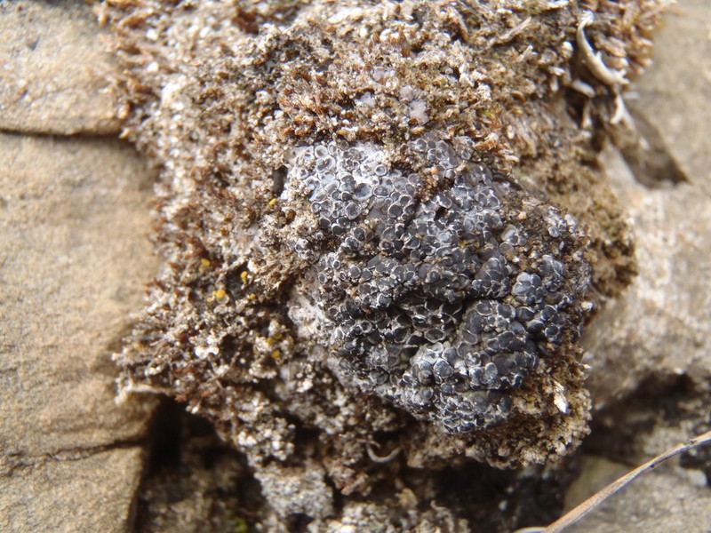 Phaeorrhiza Lichen photo 2