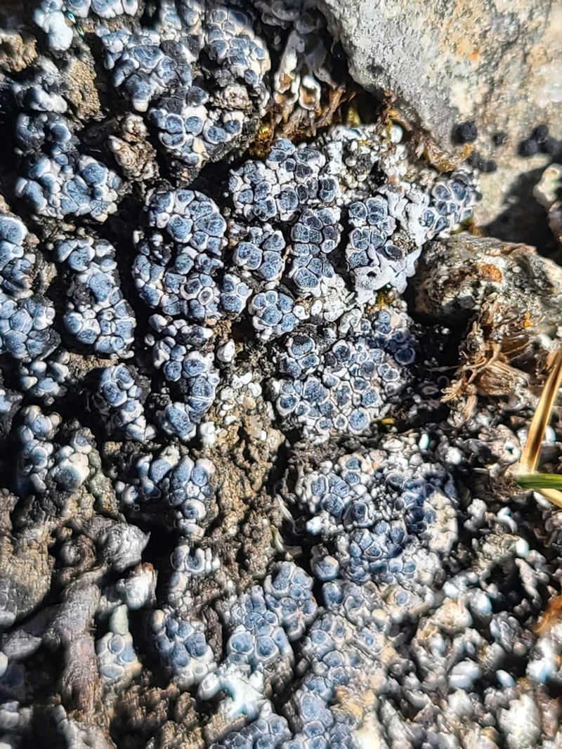 Phaeorrhiza Lichen photo 3