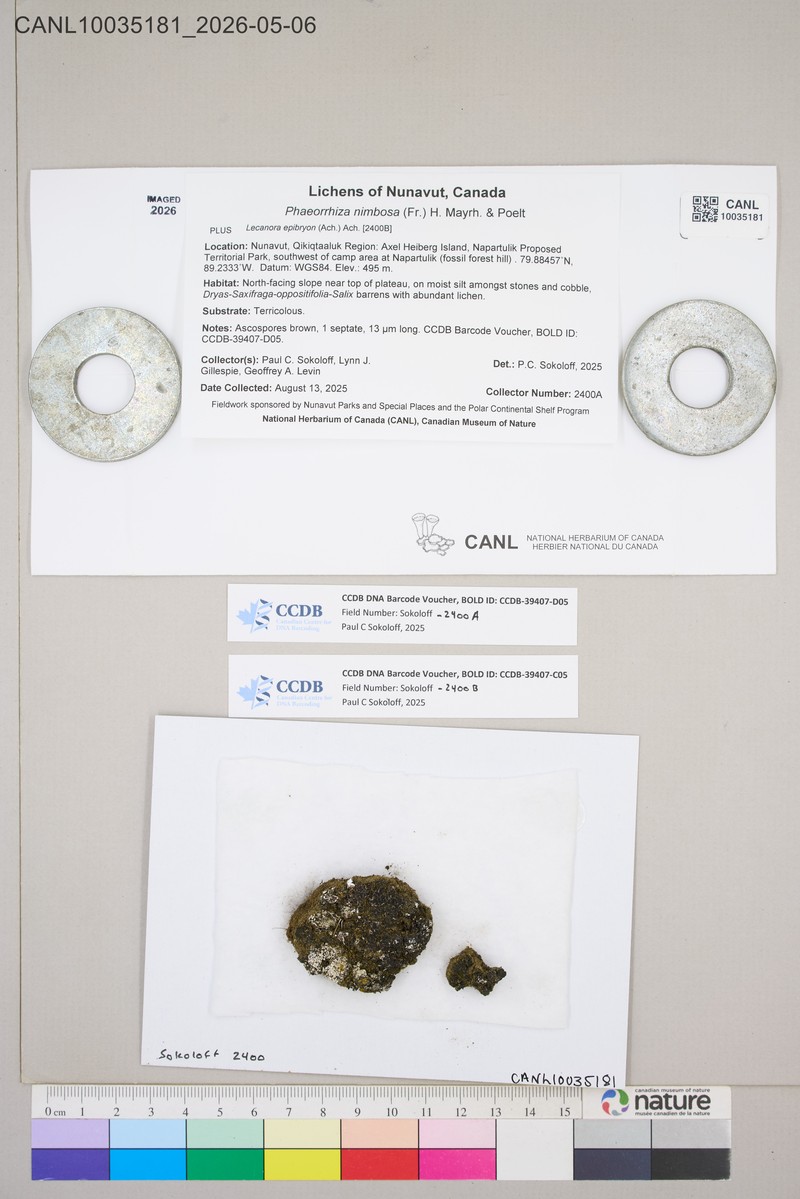 Phaeorrhiza Lichen photo 5