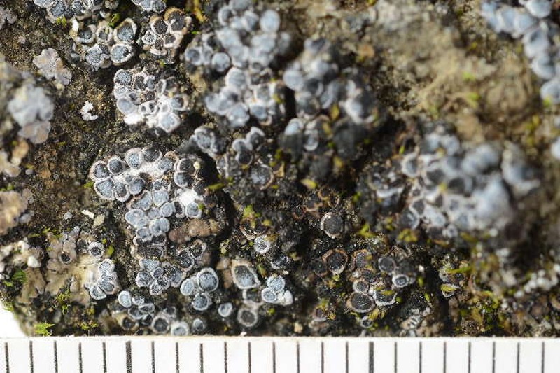 Phaeorrhiza Lichen photo 6