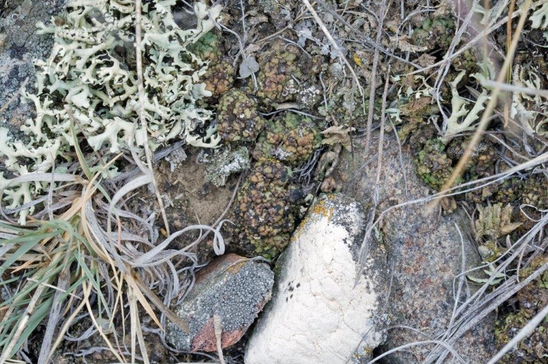 Phaeorrhiza Lichen