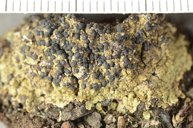 Phaeorrhiza Lichen photo 3