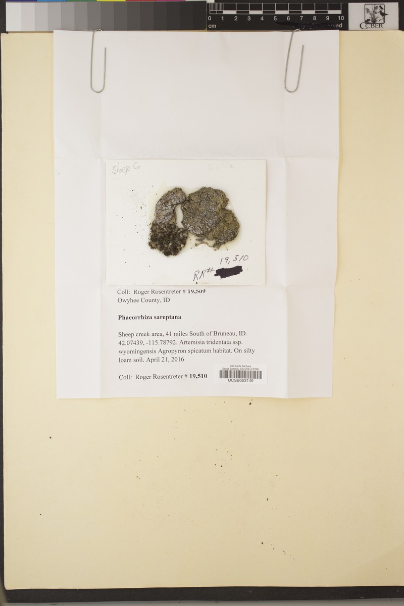 Phaeorrhiza Lichen photo 4