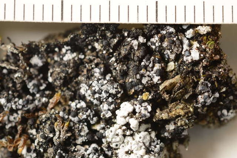 Phaeorrhiza Lichen photo 5