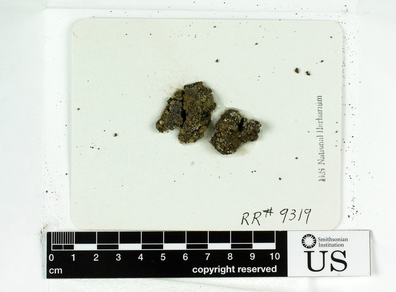 Phaeorrhiza Lichen photo 8