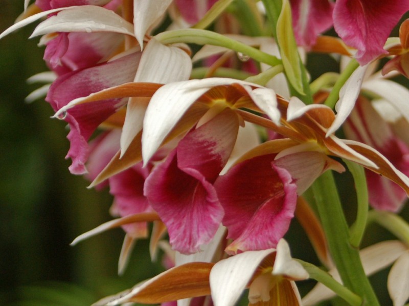 Nun's-Hood Orchid photo 2