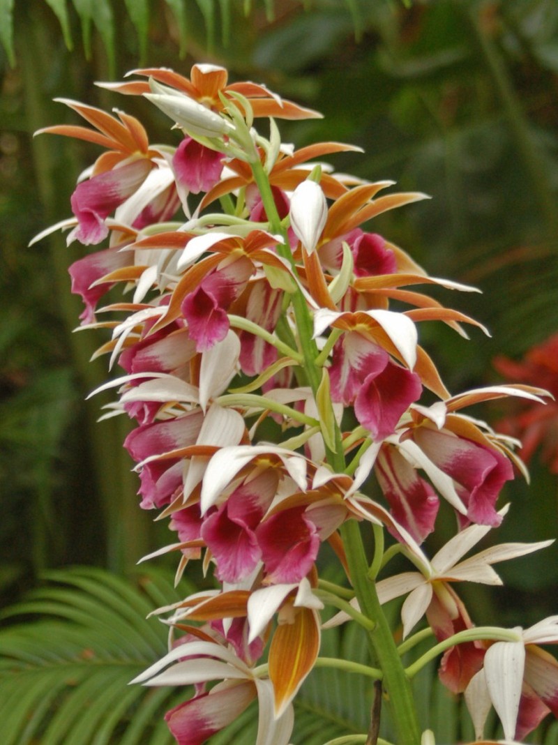 Nun's-Hood Orchid photo 3
