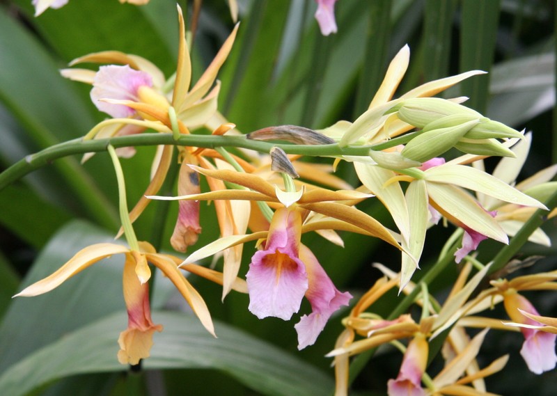 Nun's-Hood Orchid photo 4