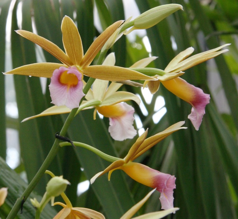 Nun's-Hood Orchid photo 5