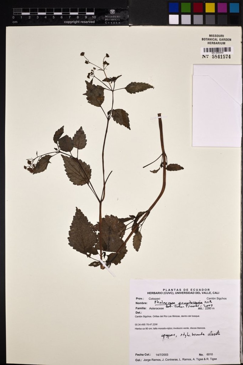 Phalacraea ecuadorensis photo 2