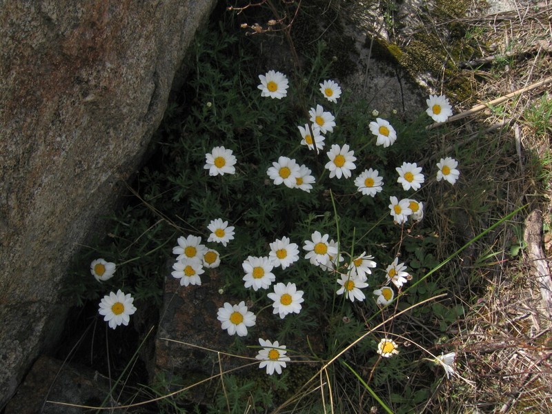 Phalacrocarpum oppositifolium
