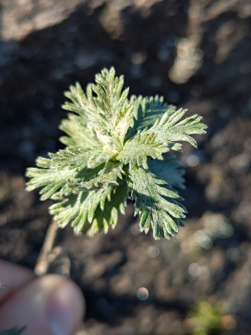 Phalacrocarpum oppositifolium photo 2