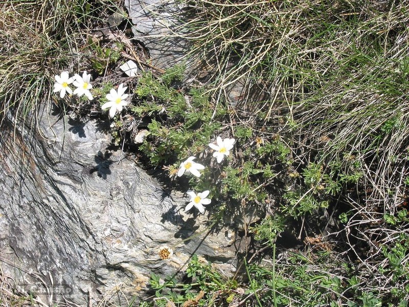 Phalacrocarpum oppositifolium photo 3