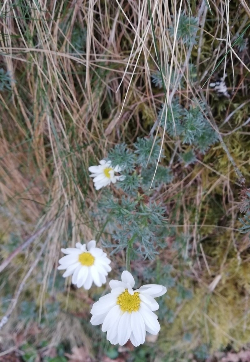 Phalacrocarpum oppositifolium photo 4