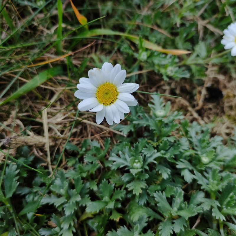 Phalacrocarpum oppositifolium photo 5
