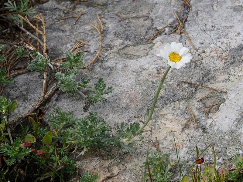 Phalacrocarpum oppositifolium photo 6