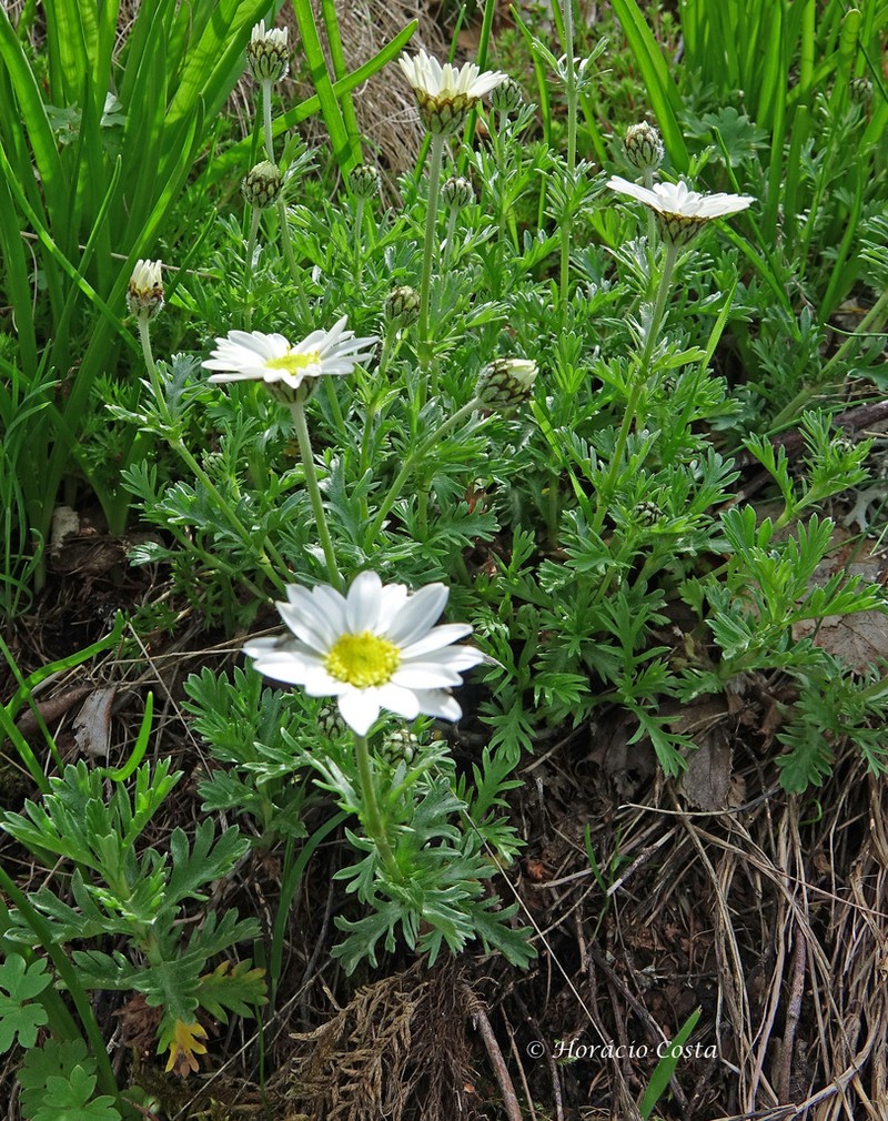 Phalacrocarpum oppositifolium photo 7