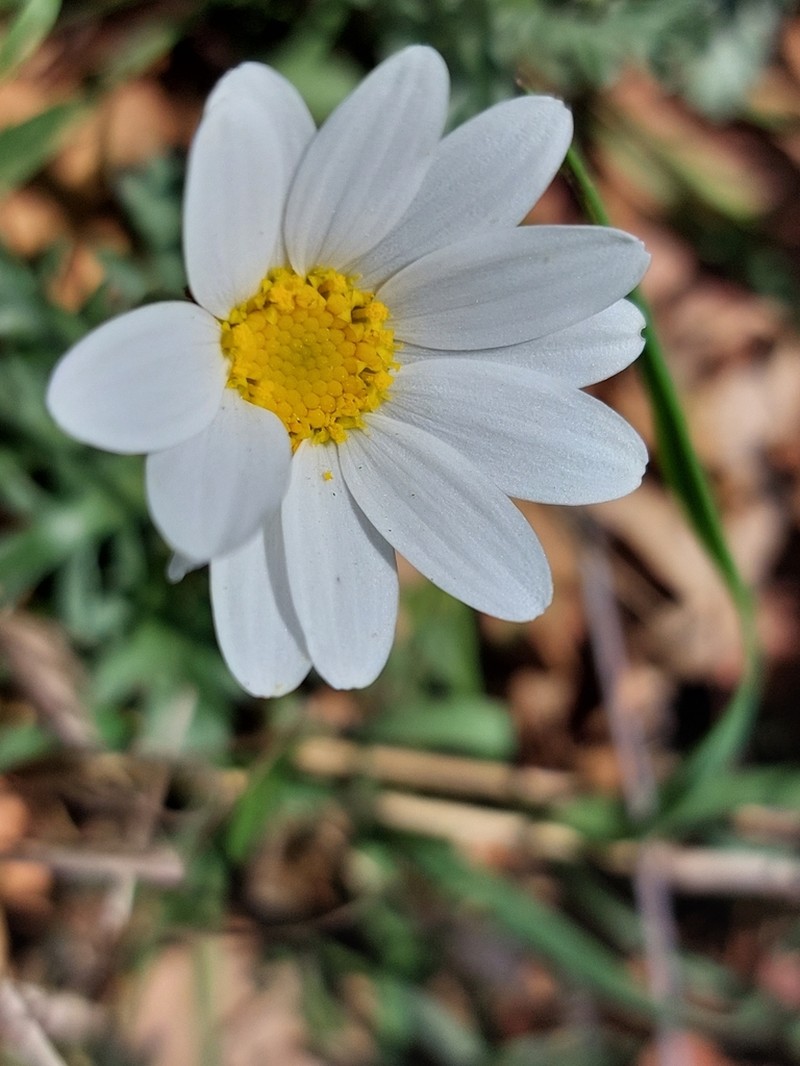 Phalacrocarpum oppositifolium photo 8