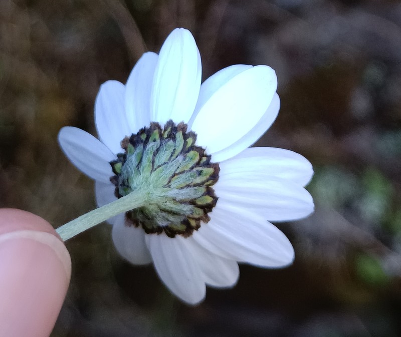 Phalacrocarpum oppositifolium subsp. anomalum