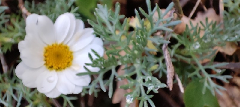 Phalacrocarpum oppositifolium subsp. anomalum photo 2