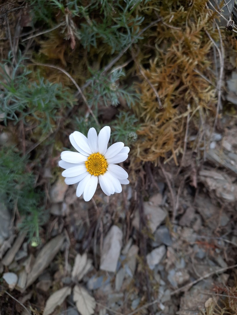 Phalacrocarpum oppositifolium subsp. anomalum photo 3