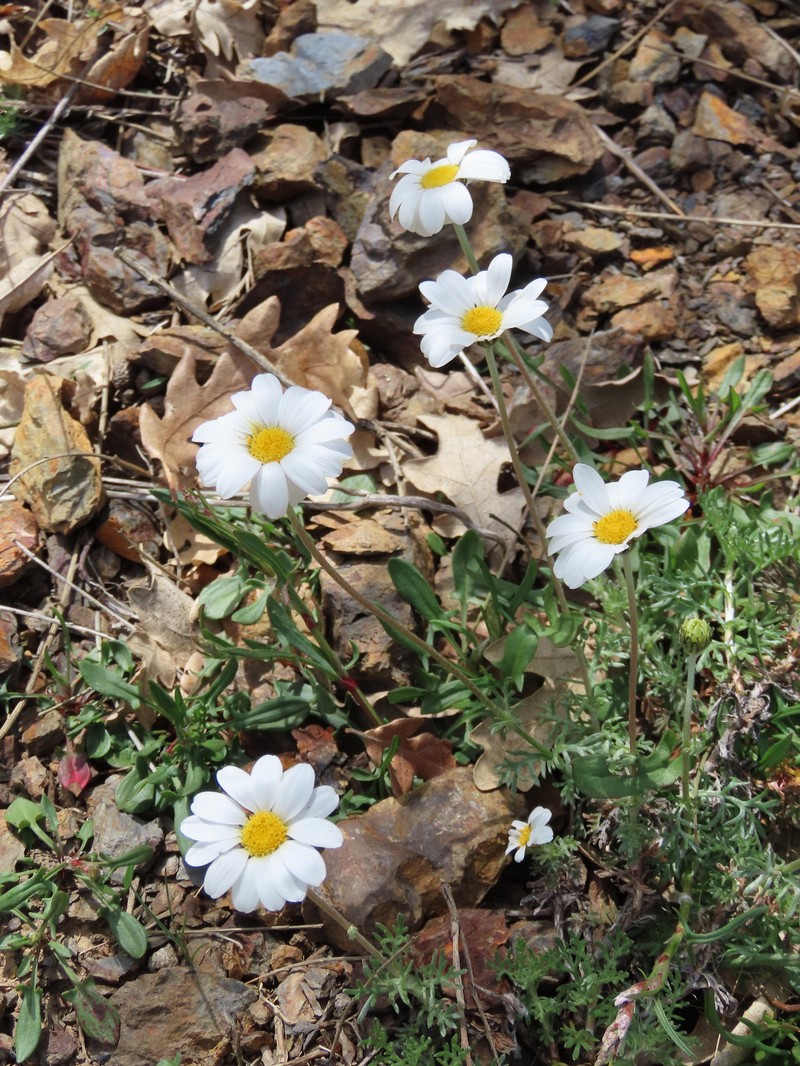 Phalacrocarpum oppositifolium subsp. anomalum photo 4