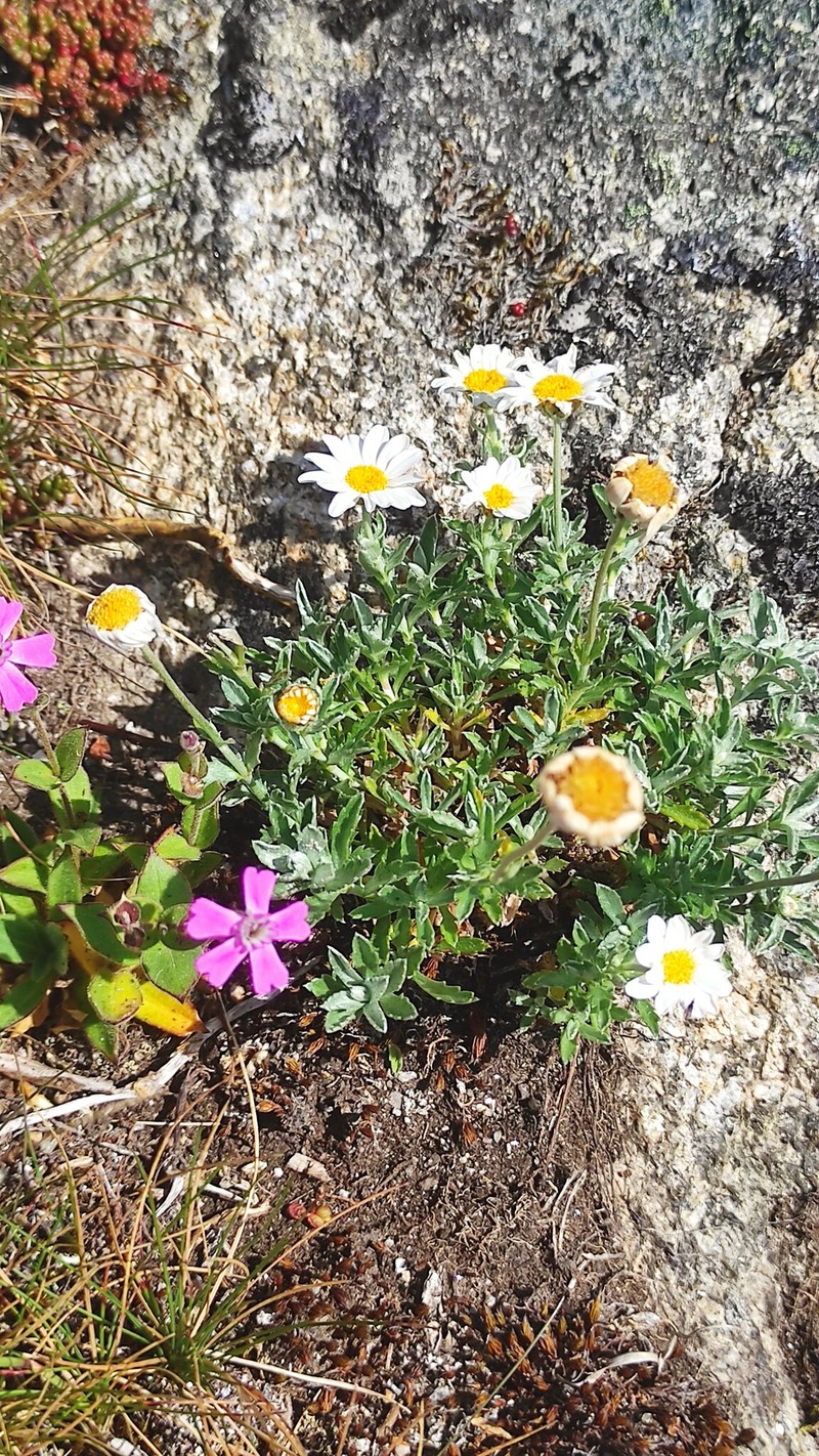 Phalacrocarpum oppositifolium subsp. hoffmannseggii