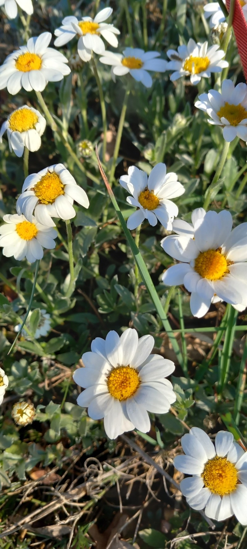 Phalacrocarpum oppositifolium subsp. hoffmannseggii photo 2