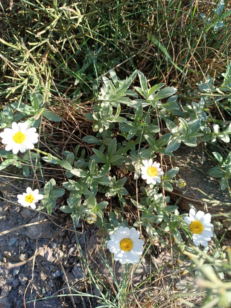 Phalacrocarpum oppositifolium subsp. hoffmannseggii photo 3