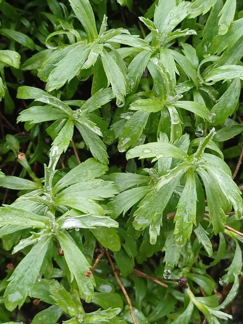 Phalacrocarpum oppositifolium subsp. hoffmannseggii photo 4