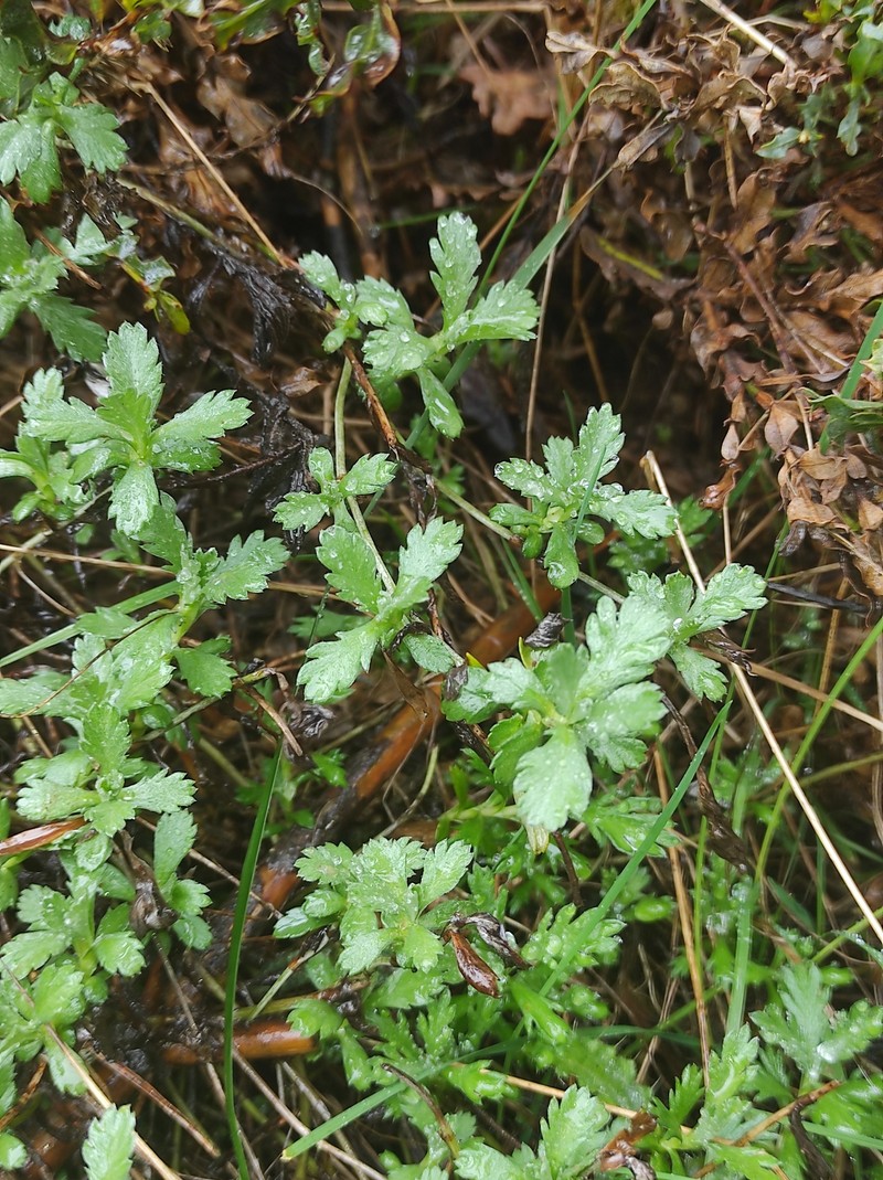 Phalacrocarpum oppositifolium subsp. oppositifolium