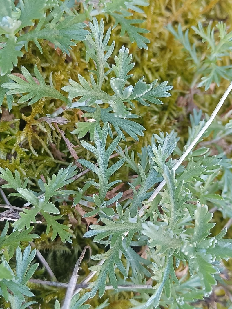 Phalacrocarpum oppositifolium subsp. oppositifolium photo 2