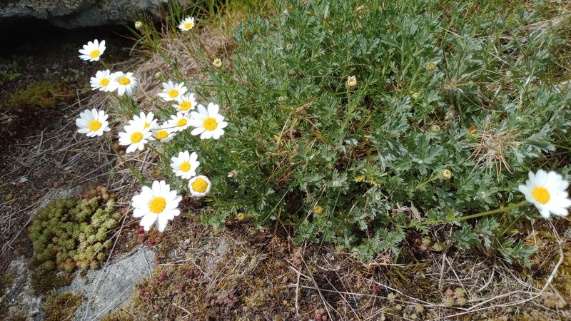Phalacrocarpum oppositifolium subsp. oppositifolium photo 3