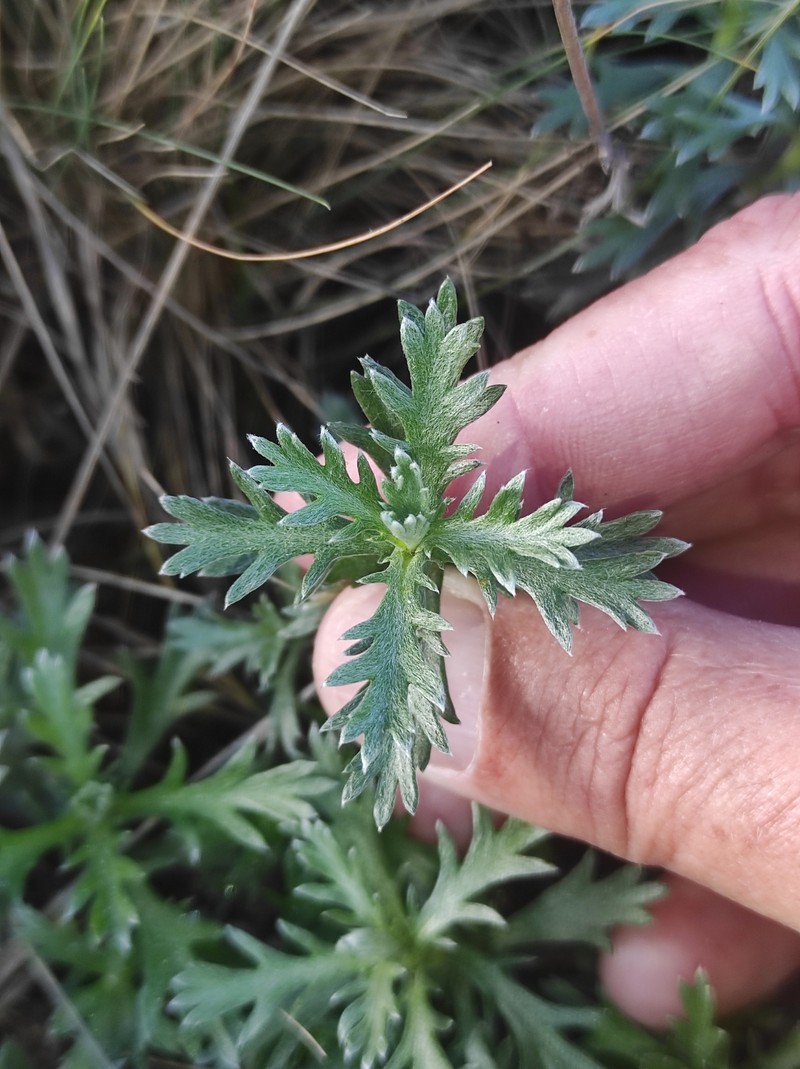 Phalacrocarpum oppositifolium subsp. oppositifolium photo 4