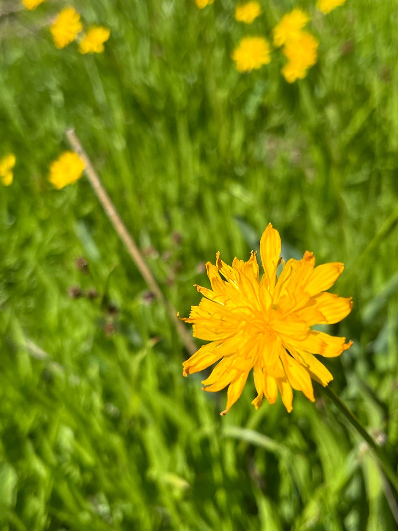 Bolander's Mock Dandelion photo 3