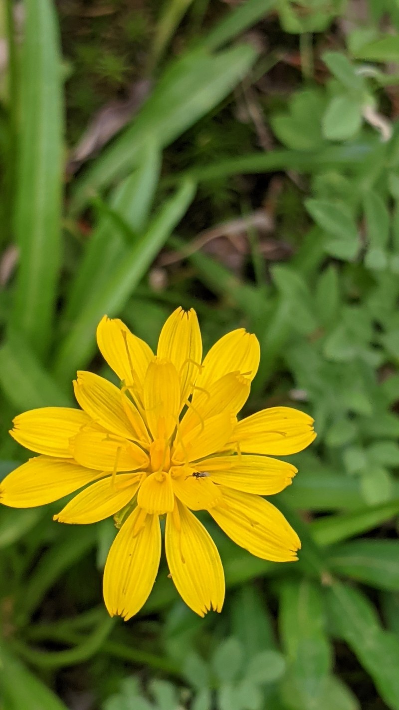 Bolander's Mock Dandelion photo 4