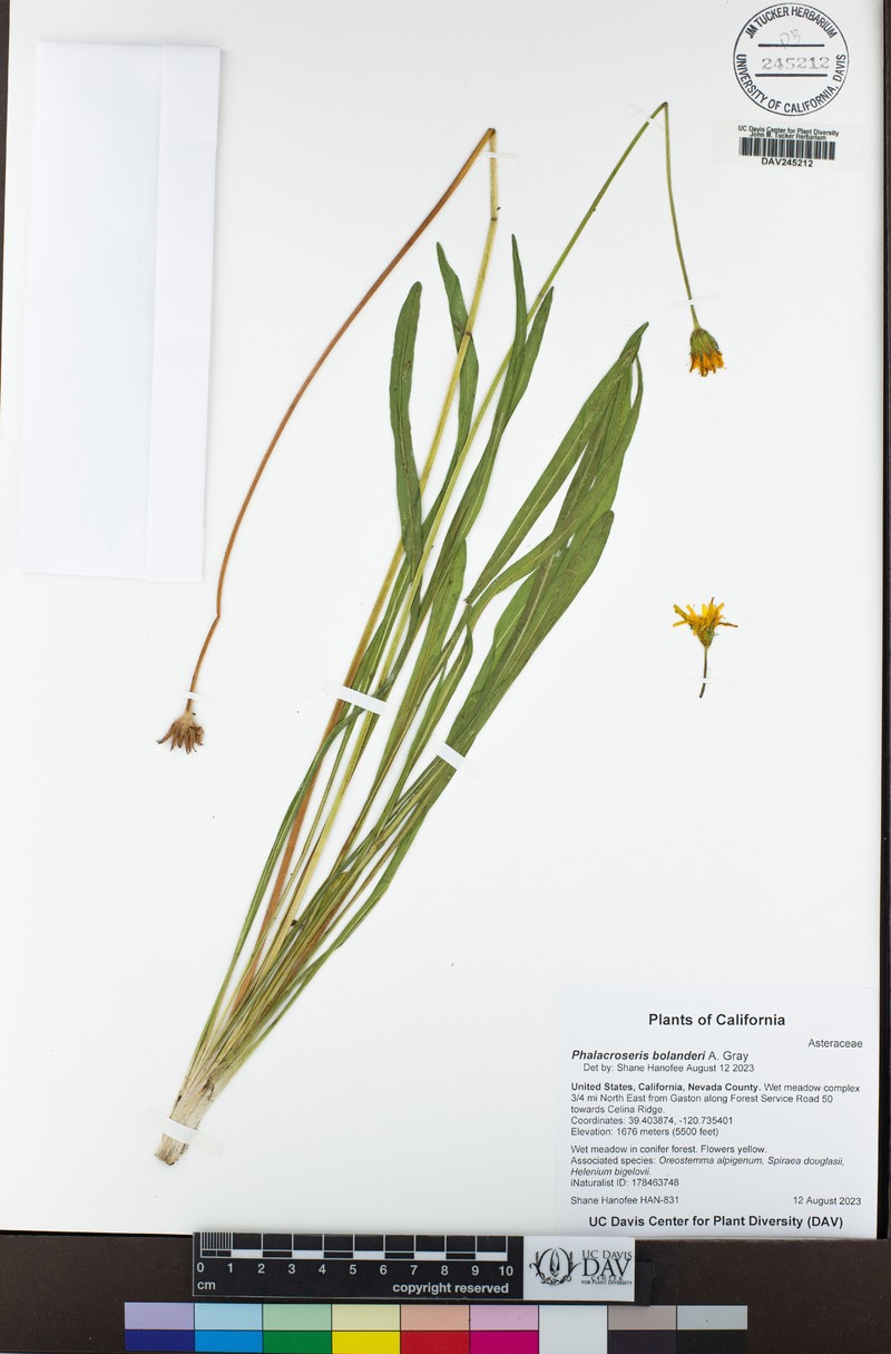 Bolander's Mock Dandelion photo 5