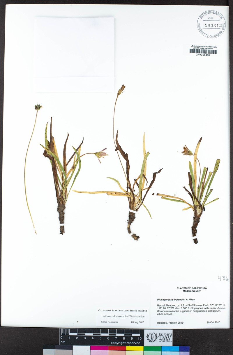 Bolander's Mock Dandelion photo 6