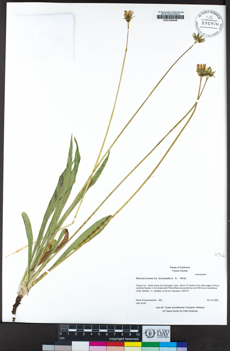 Bolander's Mock Dandelion photo 7