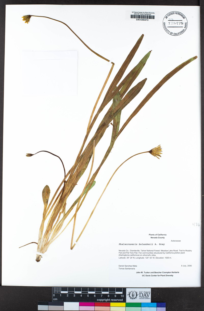 Bolander's Mock Dandelion photo 8