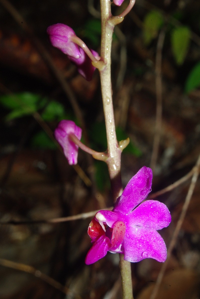 Phalaenopsis boulbetii
