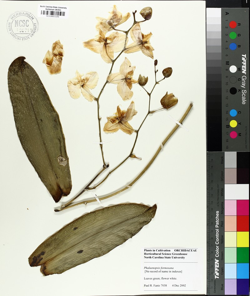 Phalaenopsis formosana photo 2