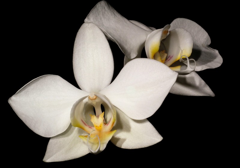 Phalaenopsis formosana